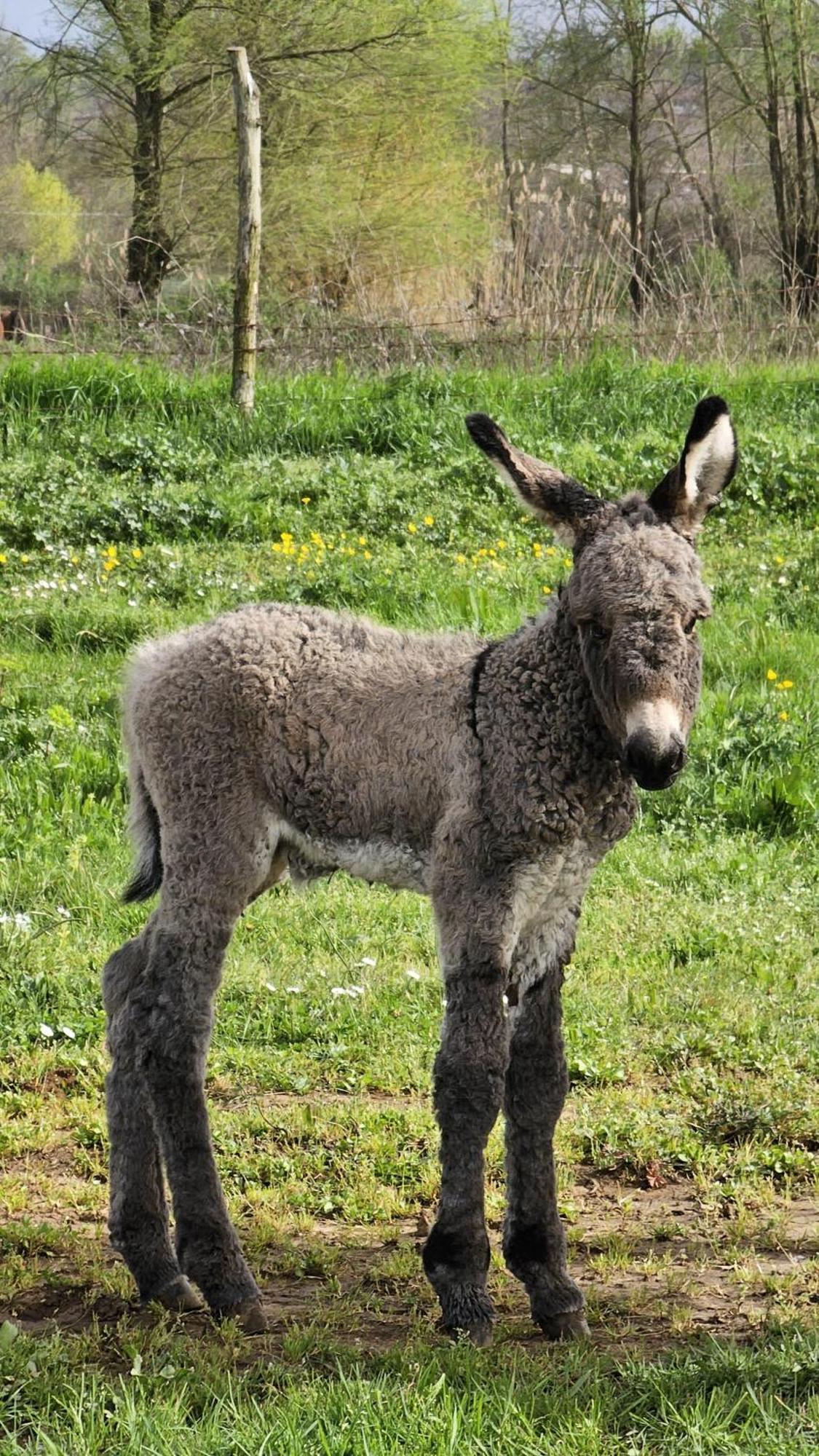 Agriturismo Il Castagneto Supino Eksteriør bilde